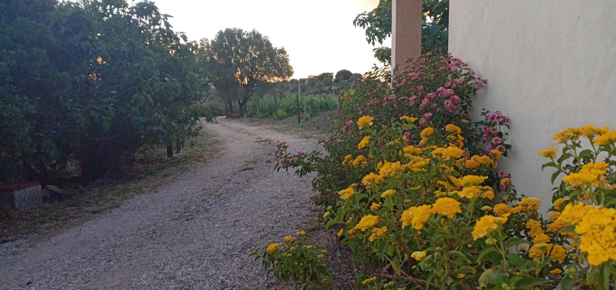 Agriturismo Muristene Villa Dorgali Dış mekan fotoğraf